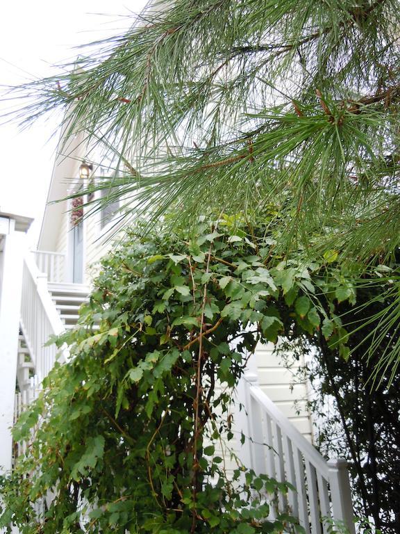 Carriage House Fredericksburg Bed & Breakfast Exterior foto
